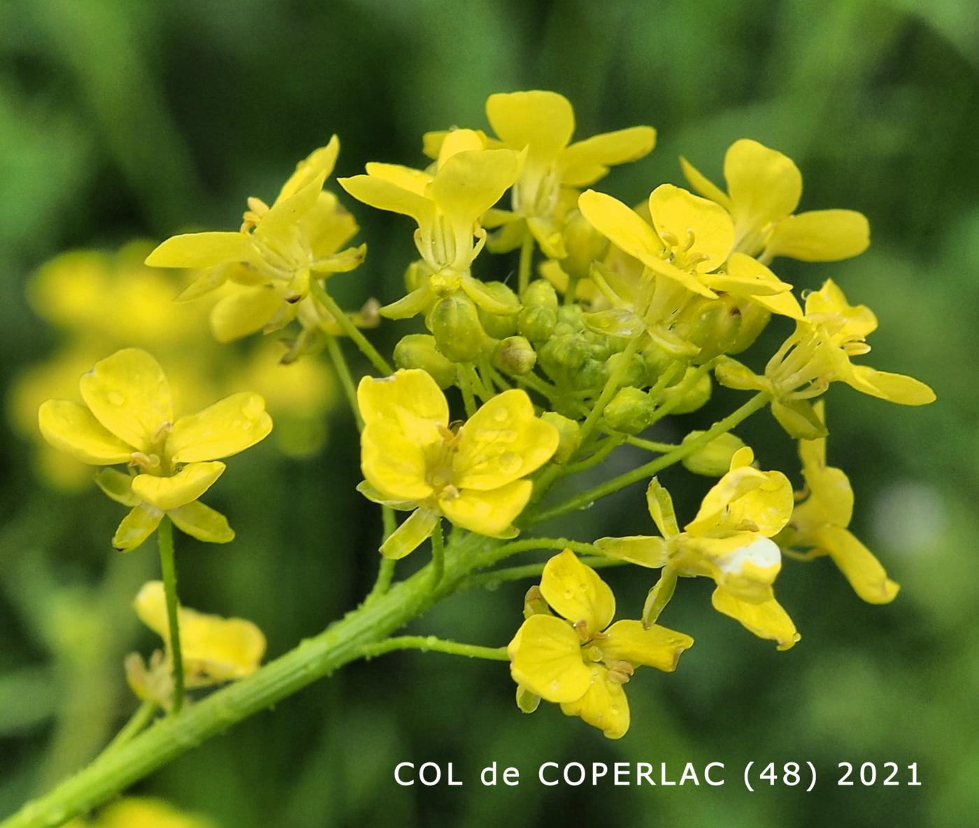 Corn Rocket, Eastern flower